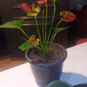 Antúrio vermelho (P17)