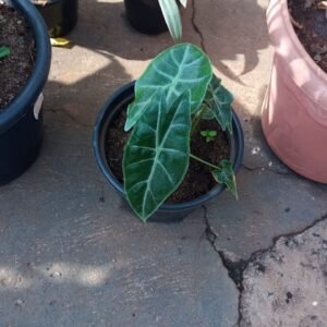 Alocasia
