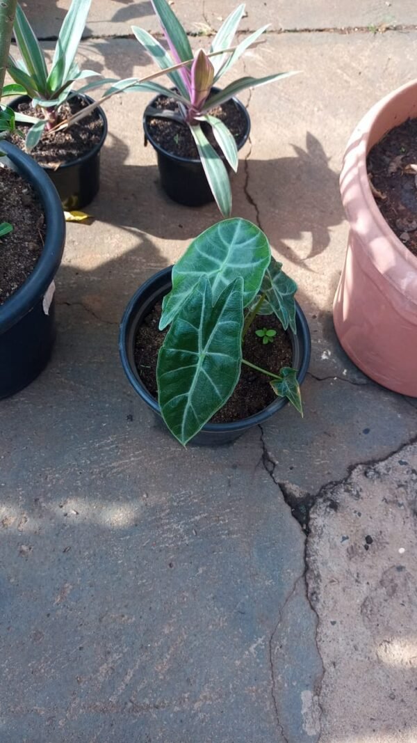 Alocasia