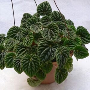 Peperonia caperata