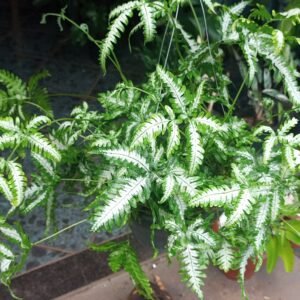 Samambaia Prateada