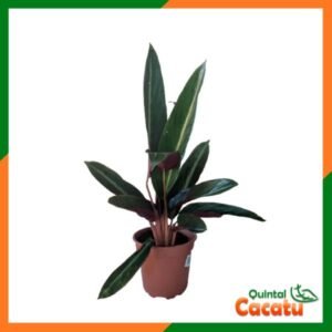 Maranta