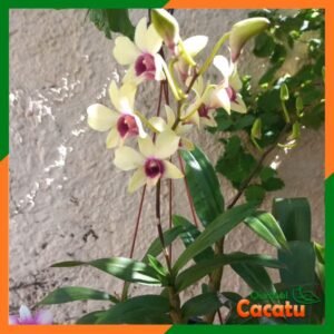 Orquídea