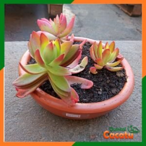 Bacia de cerâmica