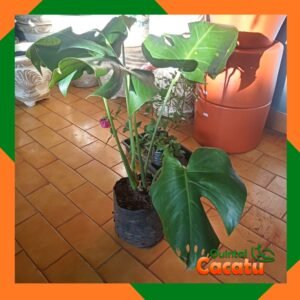 Costela de Adão G