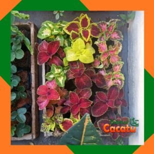 Coleus no saquinho