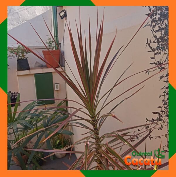Dracena
