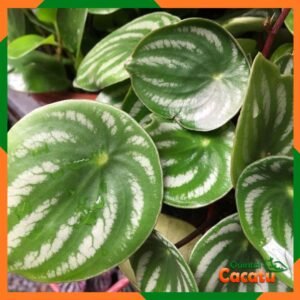 Peperomia Melancia