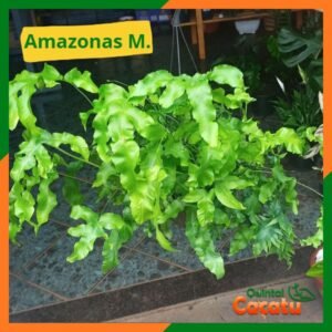 Samambaia amazona