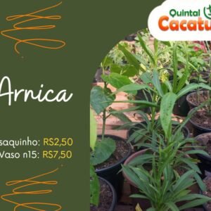 Arnica