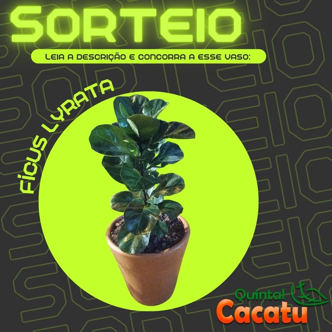 Sorteio ficus lyrata