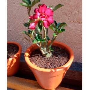 Rosa do Deserto