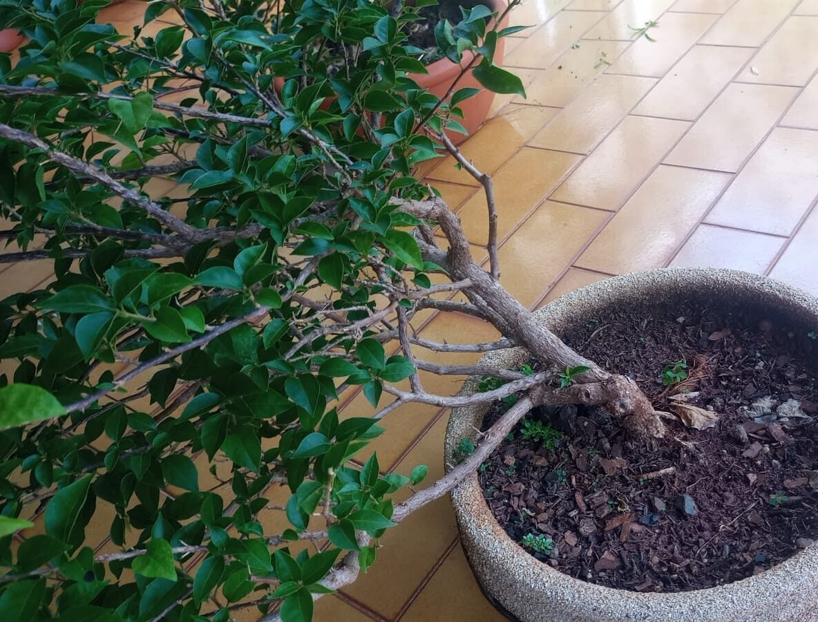 Lindo bonsai de primavera