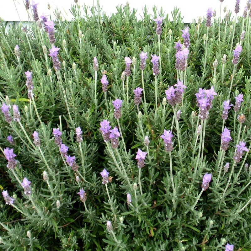 Lavanda Dentata