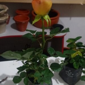 Roseiras (Cores Variadas)