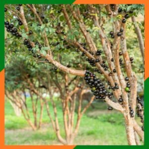 Arvores Frutiferas