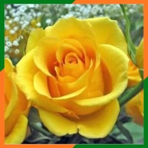 Roseiras