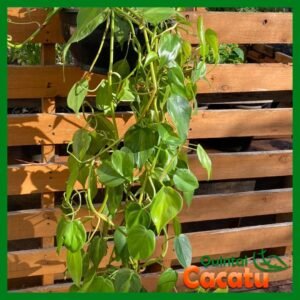Philodendron Brasil