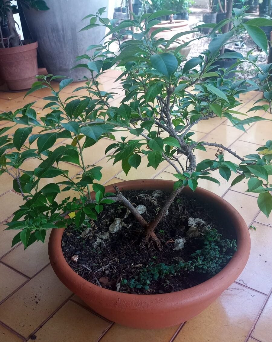 Bonsai de Primavera